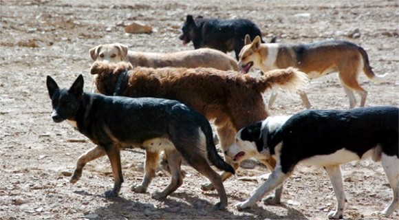 Resultado de imagen para grupos de perros