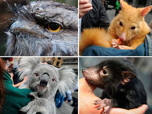 especies-protegidas-14