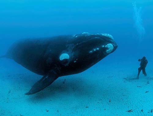 Ballena-doc-goodall-14