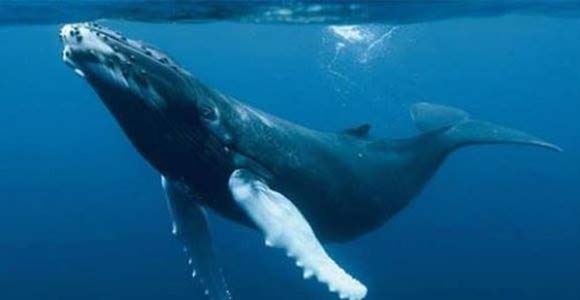 ballena-azul-14