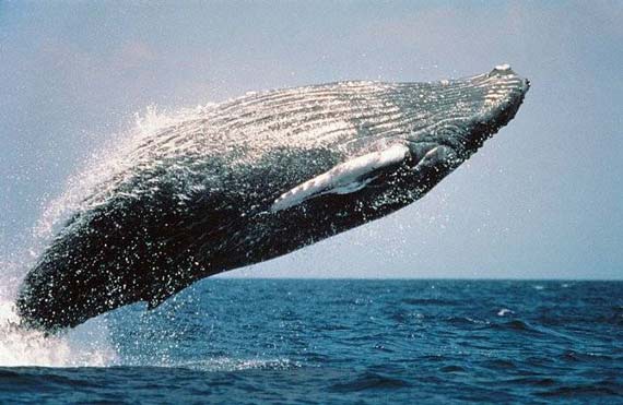 ballenas-azules14