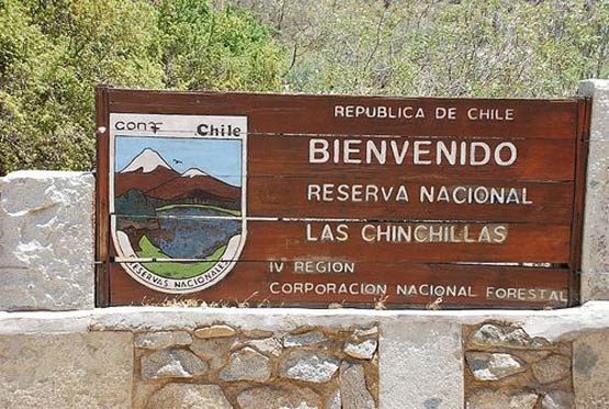 chinchillas14