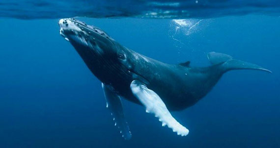 ballena-azul-12-14