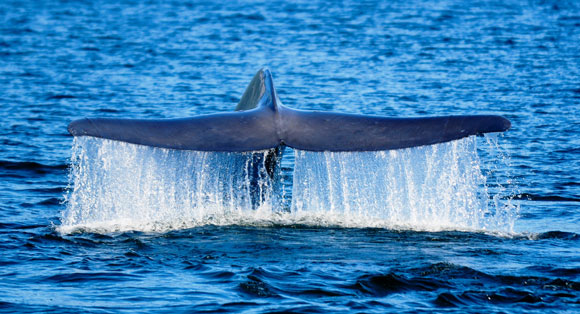 ballena-azul-15