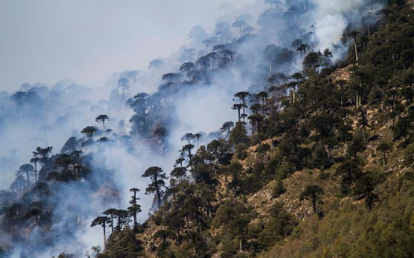 araucania-incendio-15