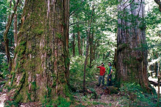conaf-bosques-15