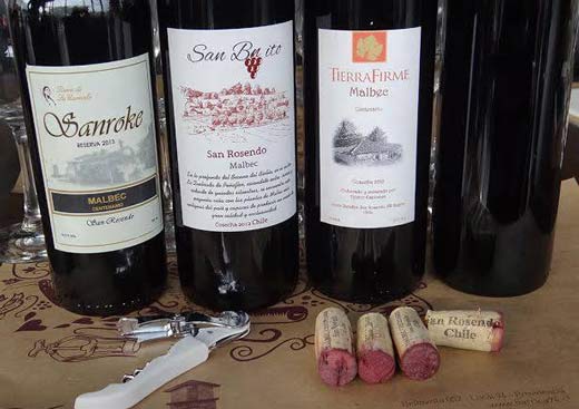 Cepa-Malbec-15