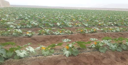 Pampa-concordia-15