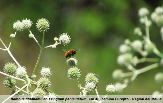 ABEJA-15