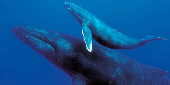 ballenas-1115