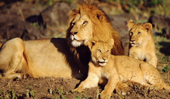 . clasifica a los leones africanos como especies en peligro de  extinción | Chile Desarrollo Sustentable