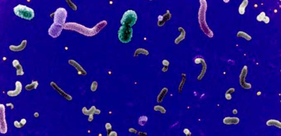 bacterias-0516