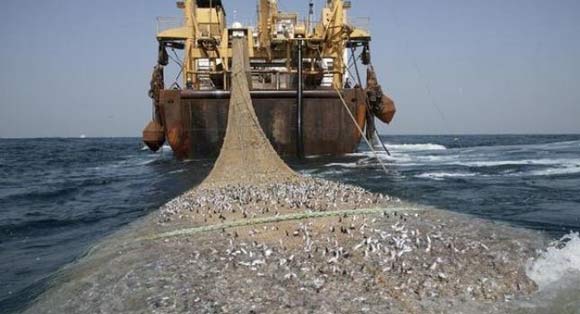 pesca-ilegal-0616