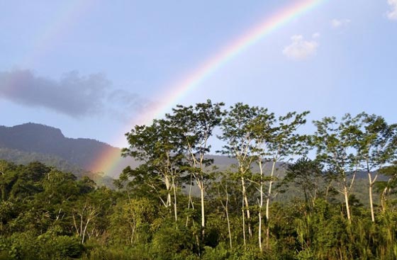 bosques-20-millon14
