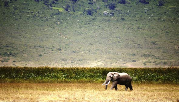 elefante-naturaleza-0816