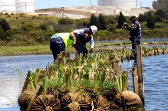 humedal-campiche-1116