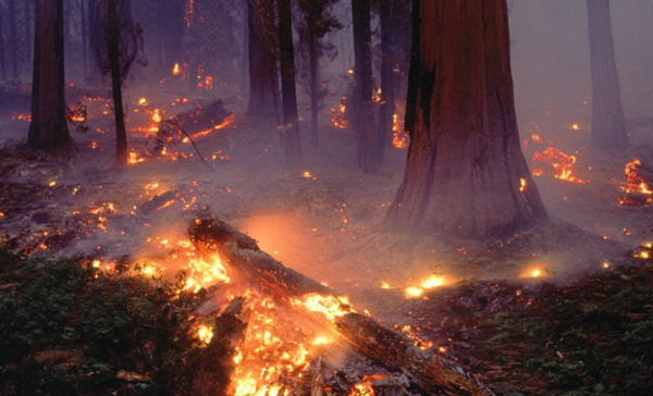 incendio-forestal-0117
