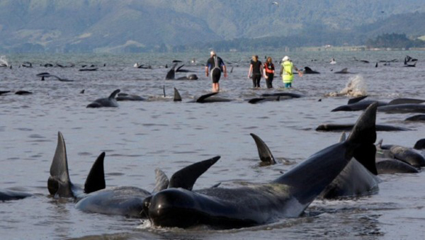 ballenas-new-zeland-2-0217