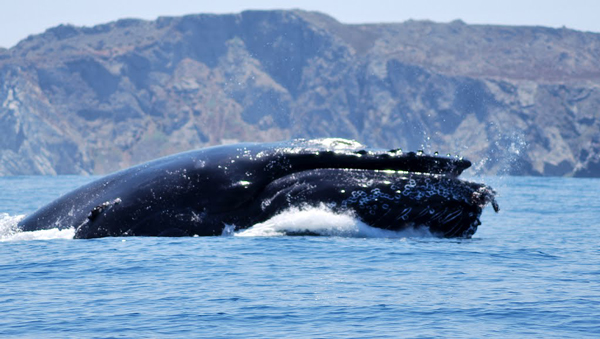 ballena-azul-aceituno-0317