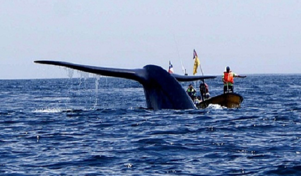 ballena-azul-chañaral-0317