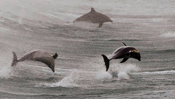 punta-choros-delfines-3-0317