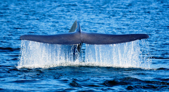 ballena-azul-1-15
