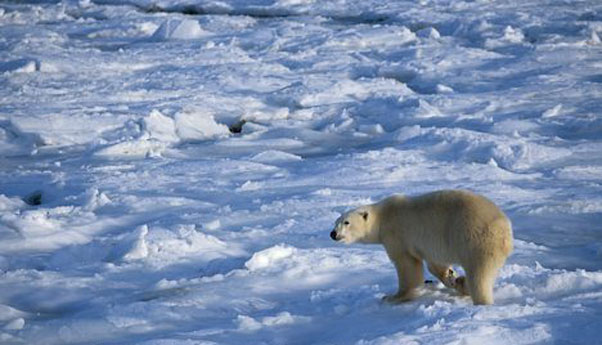 alaska-tundra-0517