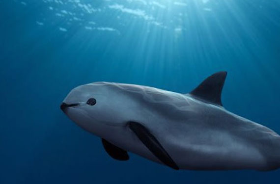 vaquita-0517