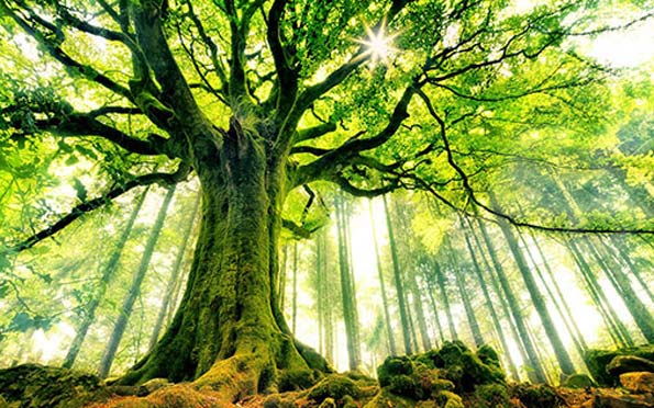 Revelador descubrimiento: Los árboles se comunican entre sí, se ayudan y  alertan de peligros | Chile Desarrollo Sustentable