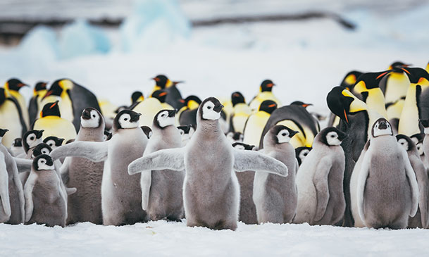 pinguinos-emperador-2-2.jpg